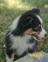 MEEKA, a female Toy Australian Shepherd for sale in Mansfield, TX – 7 of 9