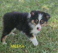 MEEKA, a female Toy Australian Shepherd for sale in Mansfield, TX – 4 of 9