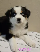 LUCY LU, a female Miniature Australian Shepherd for sale in Mansfield, TX – 4 of 7