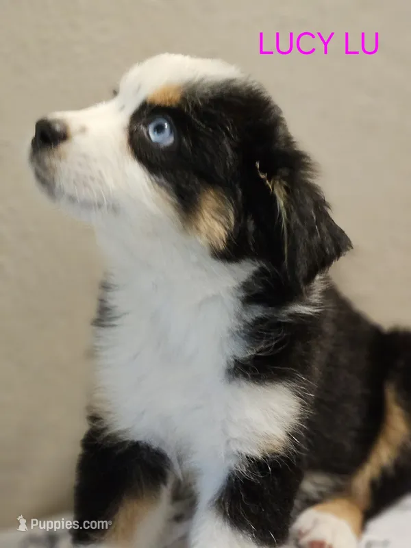 LUCY LU – Miniature Australian Shepherd puppy for sale in Mansfield, TX