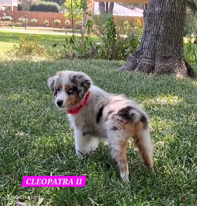 CLEOPATRA II – Miniature Australian Shepherd puppy for sale in Mansfield, TX