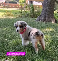 CLEOPATRA II, a female Miniature Australian Shepherd for sale in Mansfield, TX – 1 of 10