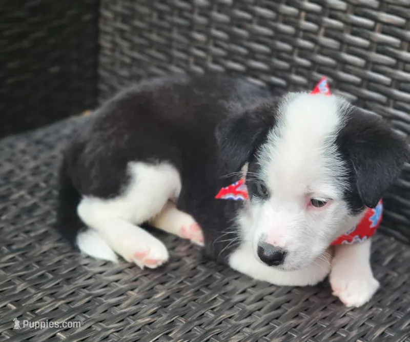 Major – Siberian Husky, Miniature Australian Shepherd puppy for sale in Mansfield, TX