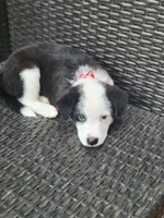 Major, a male Siberian Husky and Miniature Australian Shepherd for sale in Mansfield, TX – Photo 6 of 9