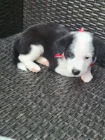 Major, a male Siberian Husky and Miniature Australian Shepherd for sale in Mansfield, TX – Photo 5 of 9