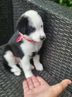 Major, a male Siberian Husky and Miniature Australian Shepherd for sale in Mansfield, TX – Photo 2 of 9