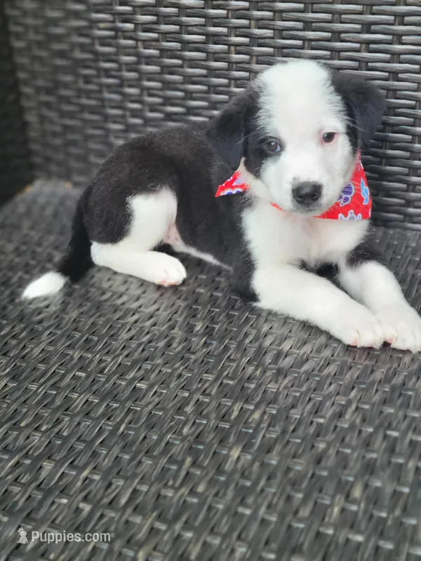 Major – Miniature Australian Shepherd puppy for sale in Mansfield, TX