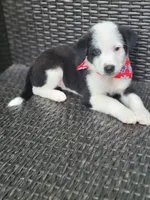 Major, a male Siberian Husky and Miniature Australian Shepherd for sale in Mansfield, TX – Photo 4 of 9