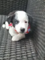 Major, a male Siberian Husky and Miniature Australian Shepherd for sale in Mansfield, TX – Photo 3 of 9