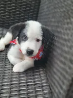 Major, a male Siberian Husky and Miniature Australian Shepherd for sale in Mansfield, TX – Photo 7 of 9