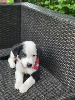 Major, a male Siberian Husky and Miniature Australian Shepherd for sale in Mansfield, TX – Photo 8 of 9