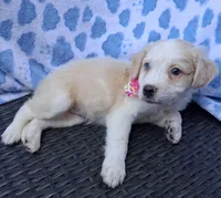 Goldie  , a female Pug and Miniature Australian Shepherd for sale in Mansfield, TX – 8 of 10