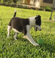 MILO, a male Alaskan Husky and Miniature Australian Shepherd for sale in Mansfield, TX – 6 of 9