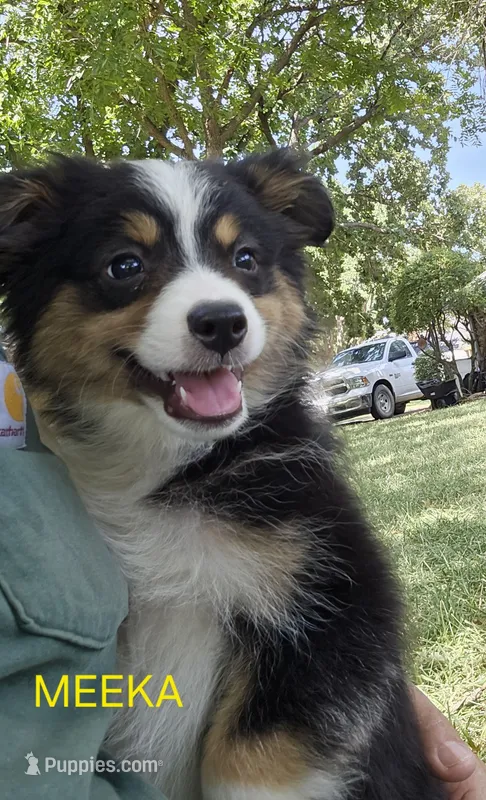 MEEKA – Toy Australian Shepherd puppy for sale in Mansfield, TX