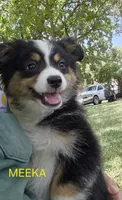 MEEKA, a female Toy Australian Shepherd for sale in Mansfield, TX – 1 of 9
