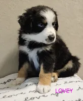 LOVEY, a female Miniature Australian Shepherd for sale in Mansfield, TX – 6 of 7