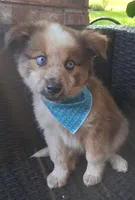 PIERRE, a male Alaskan Husky and Miniature Australian Shepherd for sale in Mansfield, TX – 6 of 10