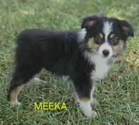 MEEKA, a female Toy Australian Shepherd for sale in Mansfield, TX – 9 of 9