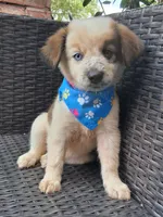 PARKER, a male Alaskan Husky and Miniature American Shepherd for sale in Mansfield, TX – 6 of 10