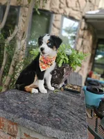 LUCY LU, a female Miniature Australian Shepherd for sale in Mansfield, TX – 6 of 9