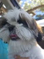 PAUL, a male Shih Tzu for sale in Mansfield, TX – 4 of 5