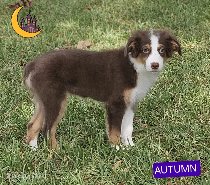 AUTUMN  – Miniature American Shepherd puppy for sale in Mansfield, TX