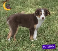 AUTUMN , a female Miniature American Shepherd for sale in Mansfield, TX – 1 of 3