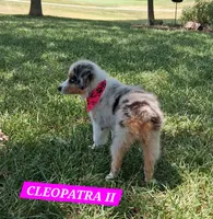 CLEOPATRA II, a female Miniature Australian Shepherd for sale in Mansfield, TX – 3 of 10