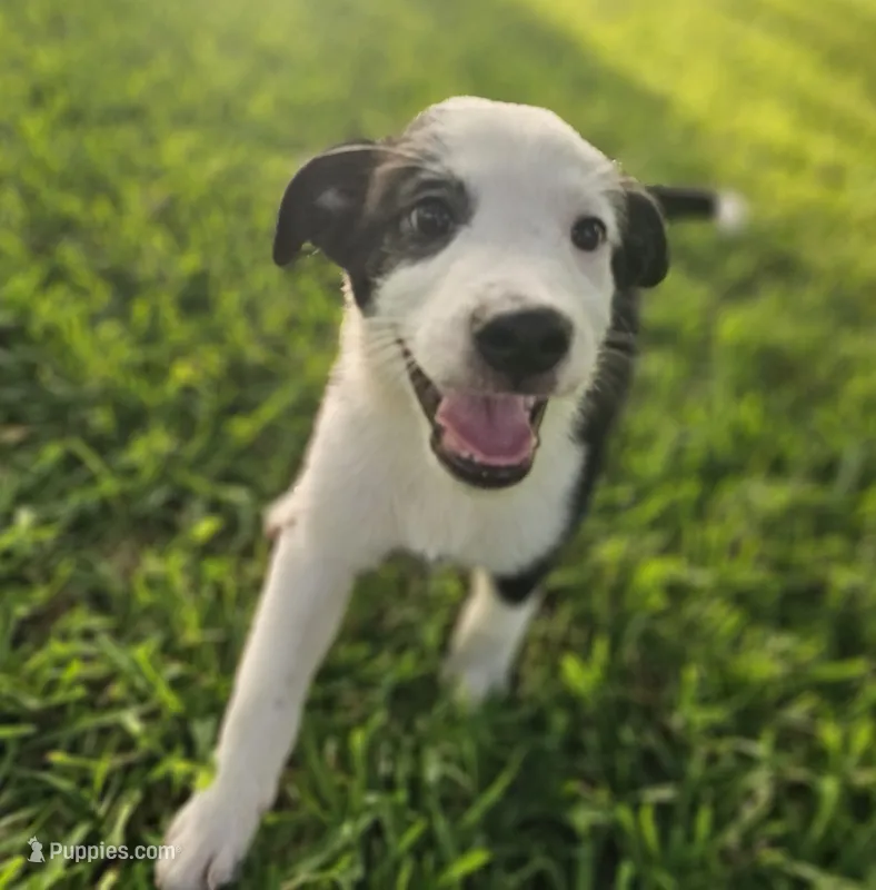 MILO – Miniature Australian Shepherd puppy for sale in Mansfield, TX