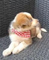 PRINCE, a male Alaskan Husky and Miniature Australian Shepherd for sale in Mansfield, TX – 4 of 5