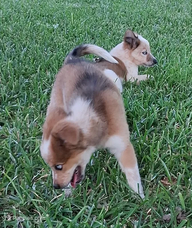 PRINCE – Alaskan Husky, Miniature Australian Shepherd puppy for sale in Mansfield, TX
