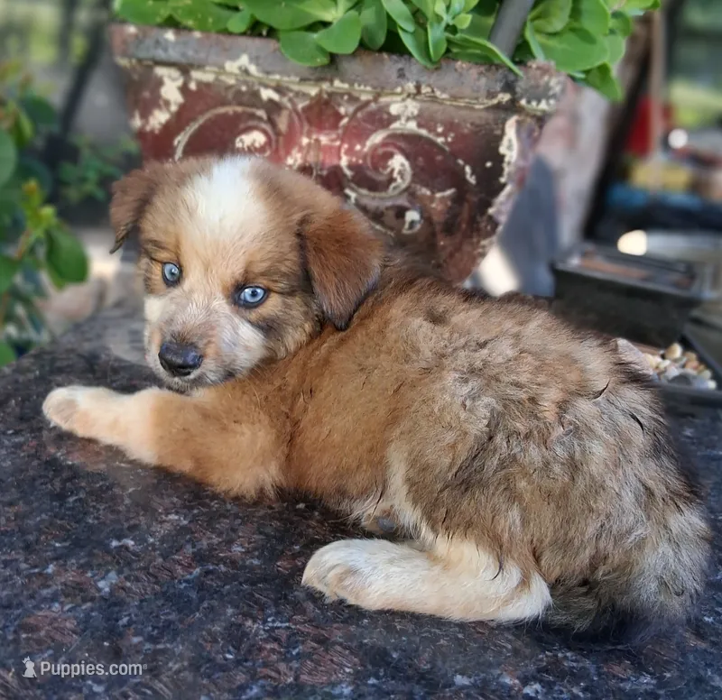 PIERRE – Miniature Australian Shepherd puppy for sale in Mansfield, TX