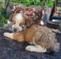 PIERRE, a male Miniature Australian Shepherd for sale in Mansfield, TX – 1 of 9