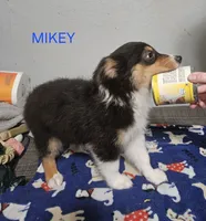 MIKEY, a male Miniature Australian Shepherd for sale in Mansfield, TX – 4 of 4