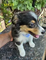 MIKEY, a male Toy Australian Shepherd for sale in Mansfield, TX – 4 of 5
