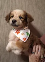 PIERRE, a male Miniature Australian Shepherd for sale in Mansfield, TX – 6 of 9