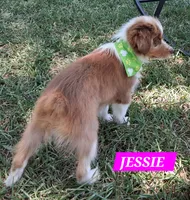JESSIE , a female Miniature Australian Shepherd for sale in Mansfield, TX – 4 of 5