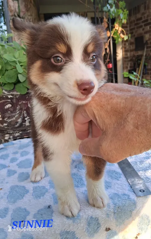 SUNNIE  – Miniature Australian Shepherd puppy for sale in Mansfield, TX