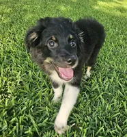 ARCHER , a male Miniature Australian Shepherd for sale in Mansfield, TX – 10 of 10