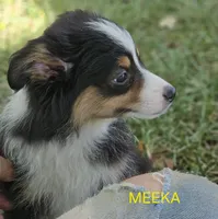 MEEKA, a female Toy Australian Shepherd for sale in Mansfield, TX – 8 of 9