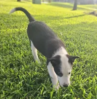 MILO, a male Alaskan Husky and Miniature Australian Shepherd for sale in Mansfield, TX – 8 of 9