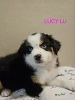 LUCY LU, a female Miniature Australian Shepherd for sale in Mansfield, TX – 5 of 7