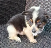 PICKLE , a male Alaskan Husky and Toy Australian Shepherd for sale in Mansfield, TX – 3 of 6