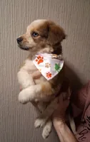 PIERRE, a male Miniature Australian Shepherd for sale in Mansfield, TX – 2 of 9