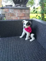PEPPER, a female Alaskan Husky and Miniature Australian Shepherd for sale in Mansfield, TX – 2 of 4
