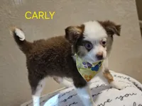 CARLEY, a female Toy Australian Shepherd for sale in Mansfield, TX – 9 of 9