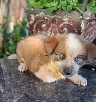 PIERRE, a male Miniature Australian Shepherd for sale in Mansfield, TX – 4 of 9
