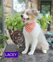 LACEY , a female Toy Australian Shepherd for sale in Mansfield, TX – 7 of 8
