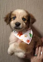 PIERRE, a male Miniature Australian Shepherd for sale in Mansfield, TX – 8 of 9