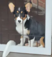 LOLLIE, a female Pembroke Welsh Corgi and Miniature Australian Shepherd for sale in Mansfield, TX – 8 of 9